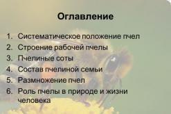 Presentation on the topic “Life of bees Multimedia presentation life of bees