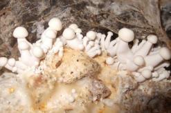 Modern approaches to growing champignons at home How to grow champignons